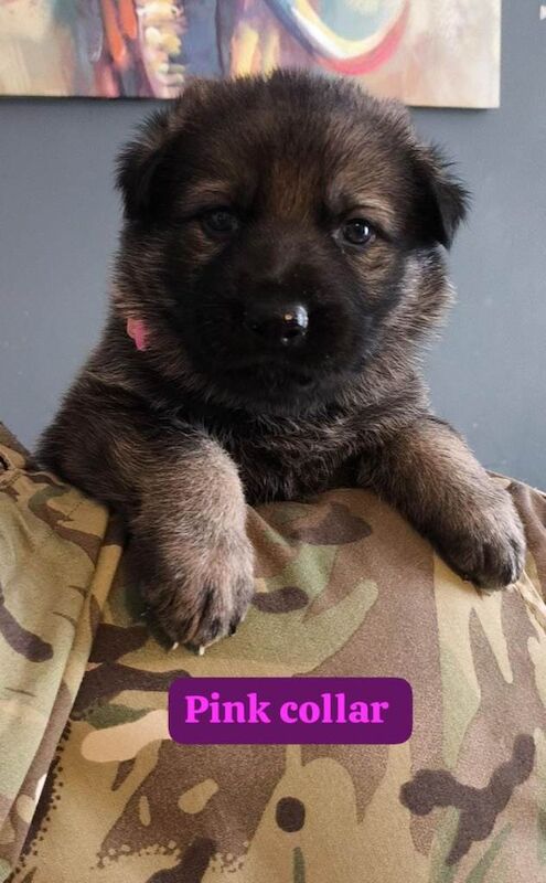 German shepherd puppies - Image 4 of 5