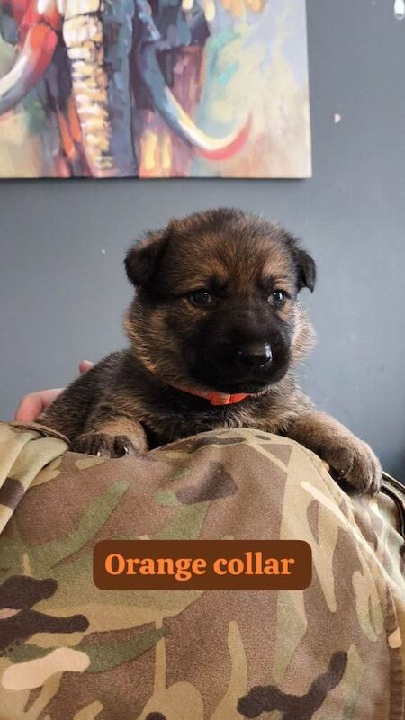 German shepherd puppies - Image 5 of 5