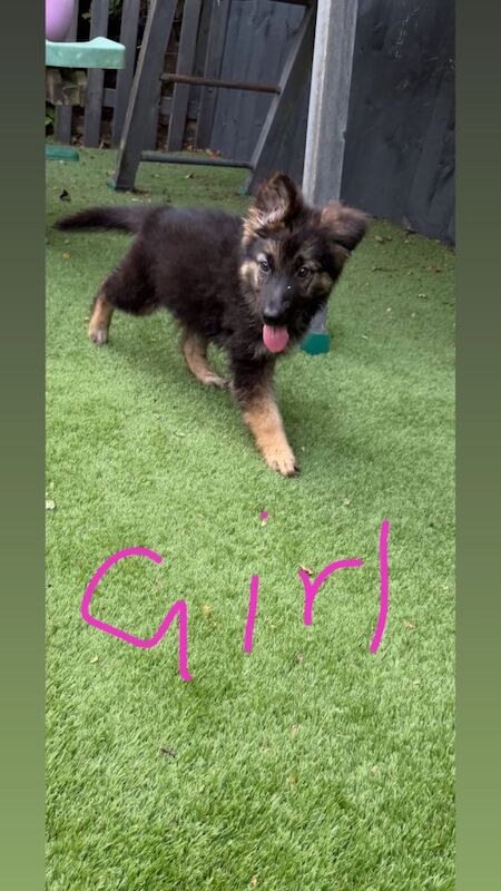 German shepherd puppies