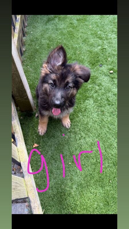 German shepherd puppies - Image 2 of 6