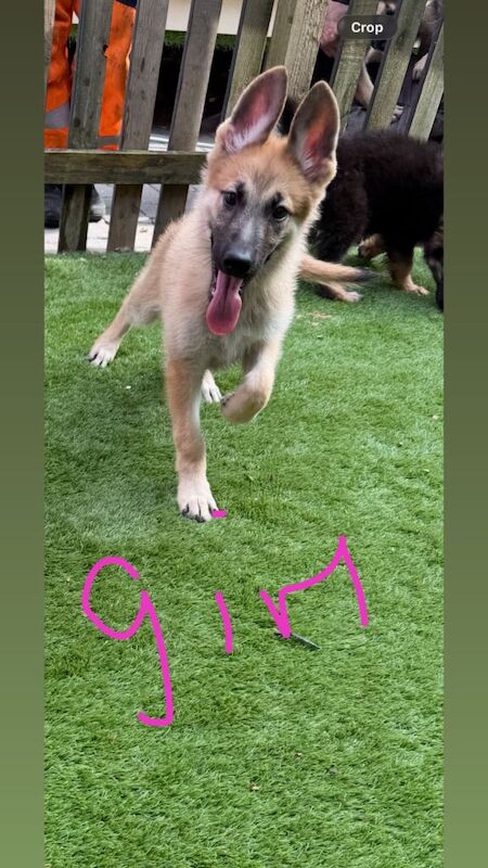 German shepherd puppies - Image 3 of 6