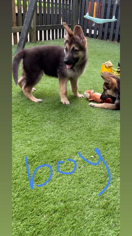 German shepherd puppies - Image 4 of 6