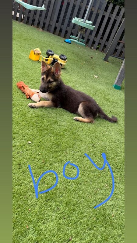 German shepherd puppies - Image 5 of 6