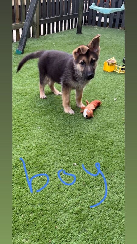 German shepherd puppies - Image 6 of 6