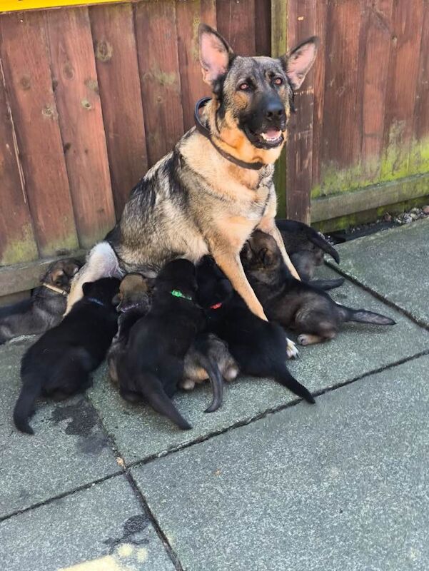 Black German Shepherd Puppies For Sale