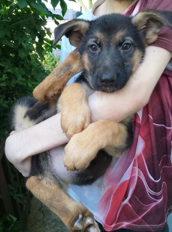 German shepherd puppies