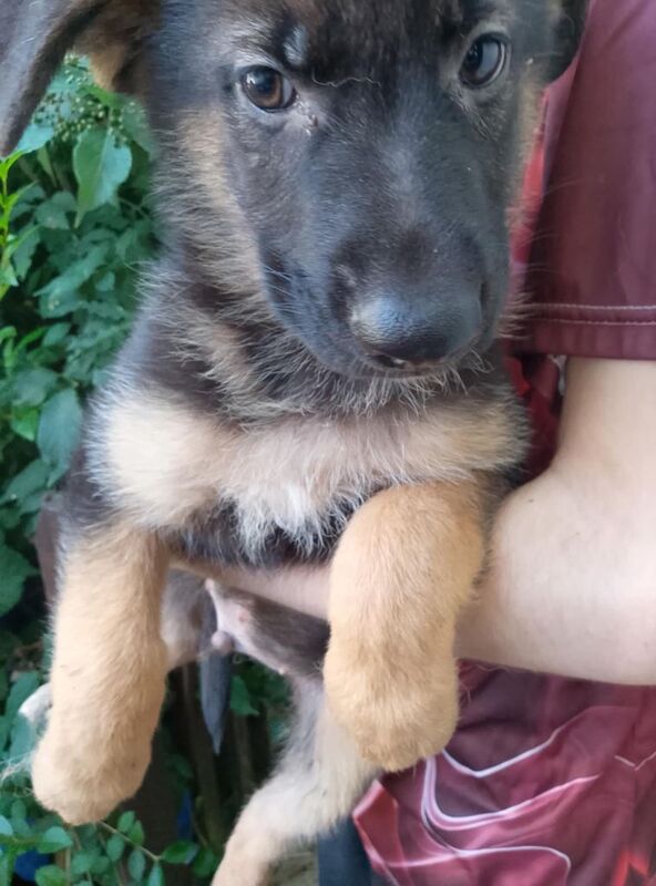 German shepherd puppies - Image 2 of 4