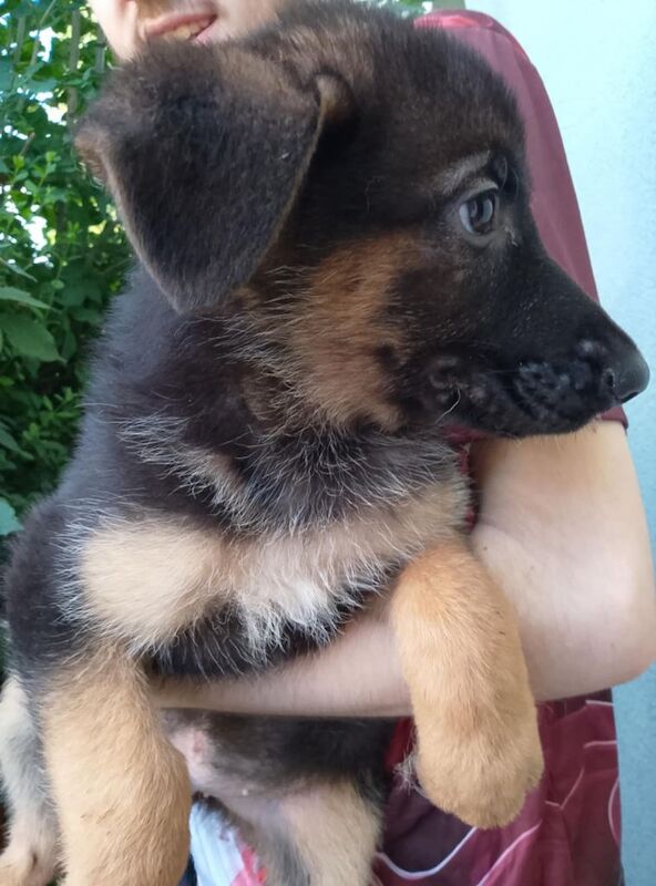 German shepherd puppies - Image 3 of 4