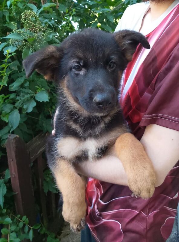 German shepherd puppies - Image 4 of 4