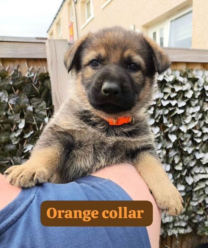 German shepherd puppies