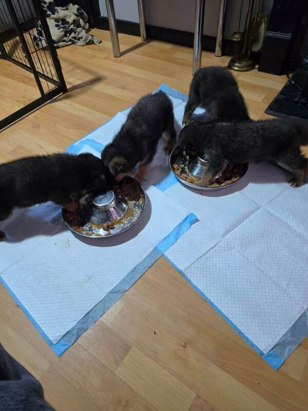 German Shepherd Puppies For Sale