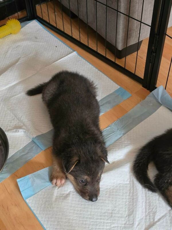 German shepherd puppies - Image 3 of 4