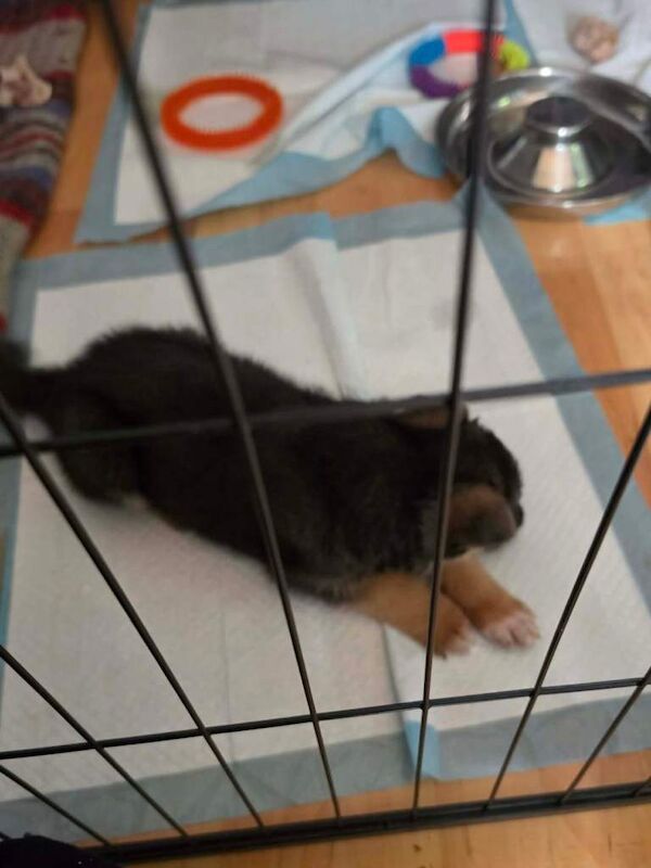 German shepherd puppies - Image 4 of 4