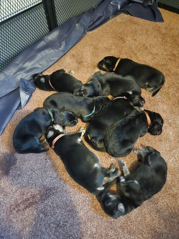 German Shepherd puppies