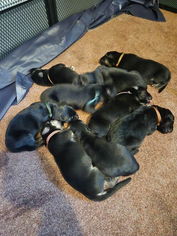 German Shepherd puppies - Image 2 of 5