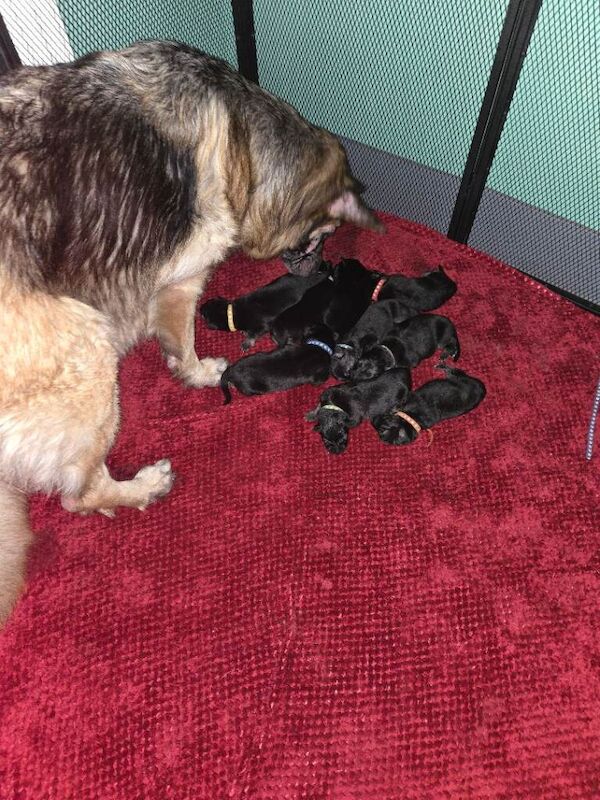 German Shepherd puppies - Image 3 of 5