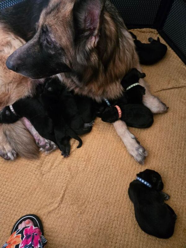 German Shepherd puppies - Image 4 of 5
