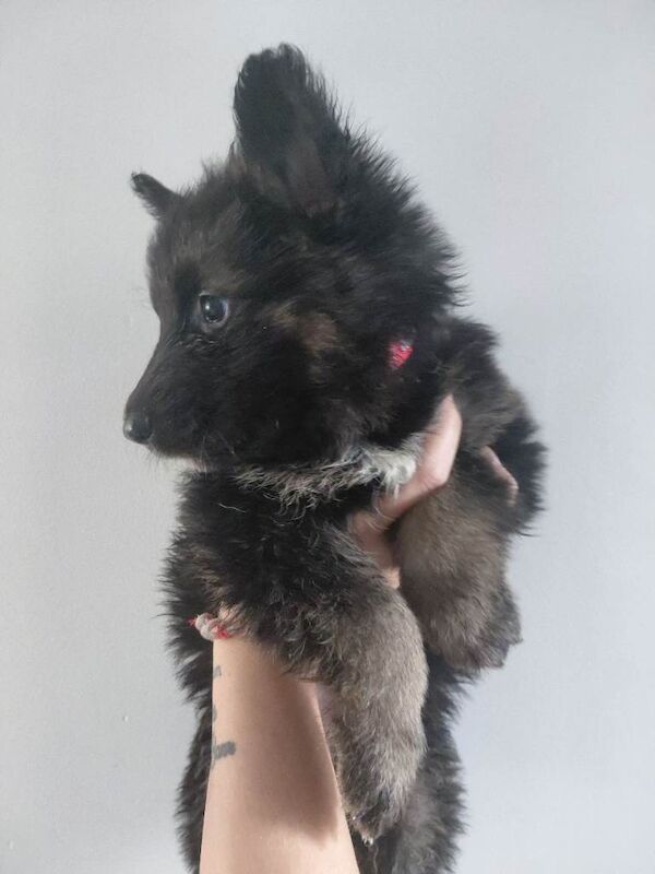 German shepherd puppies