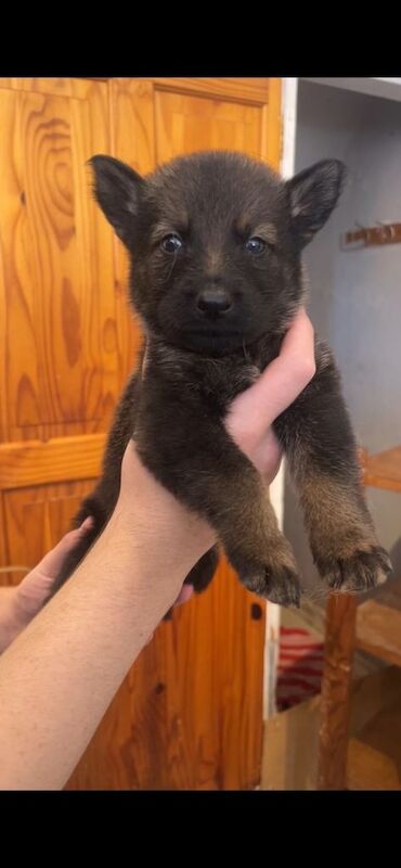 German shepherd puppies