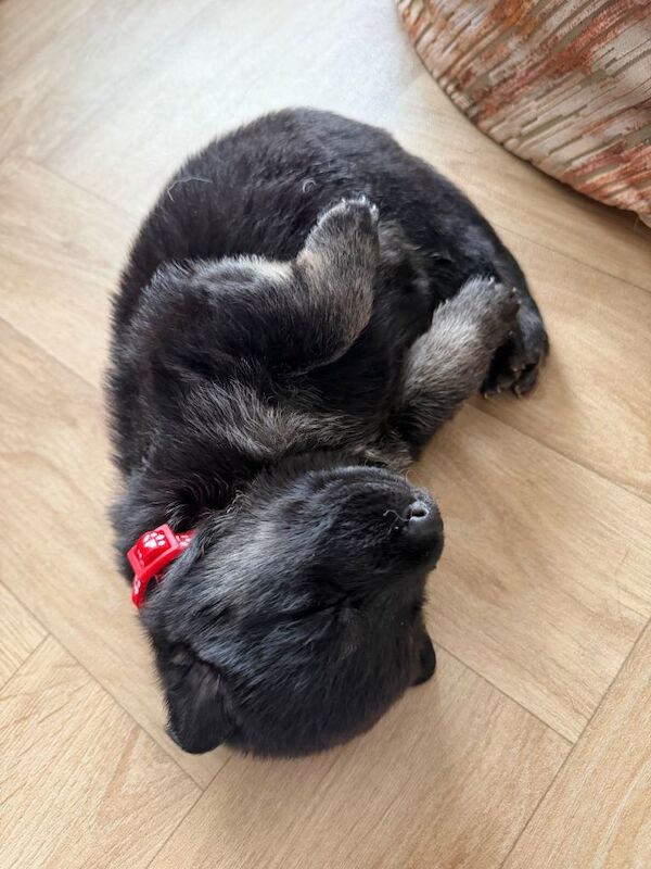 German shepherd puppies - Image 4 of 5