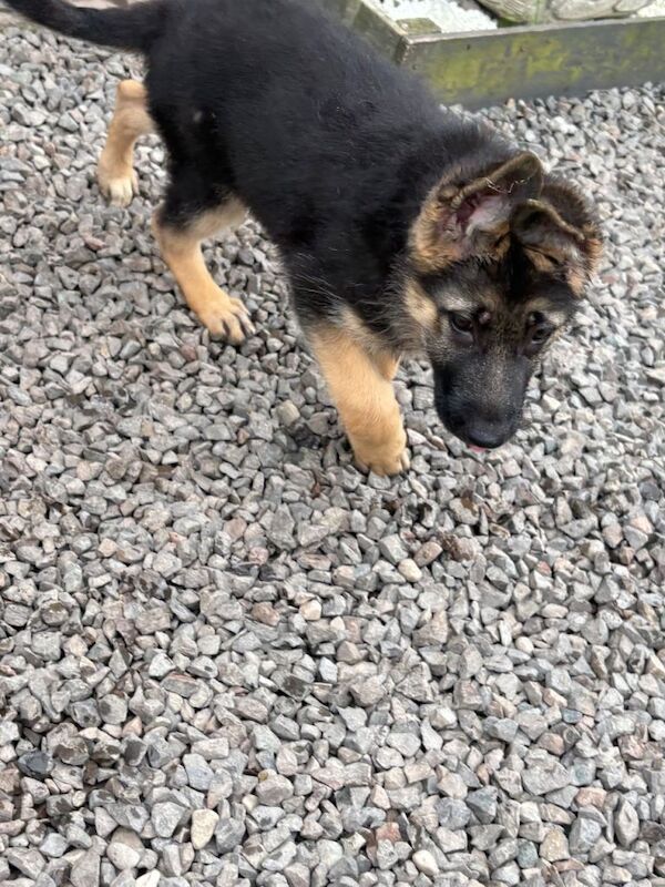 German Shepherd Puppies