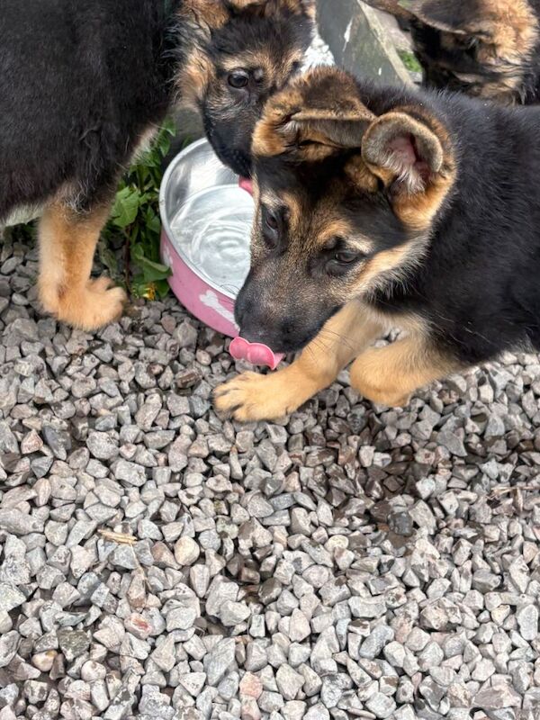 German Shepherd Puppies - Image 2 of 4