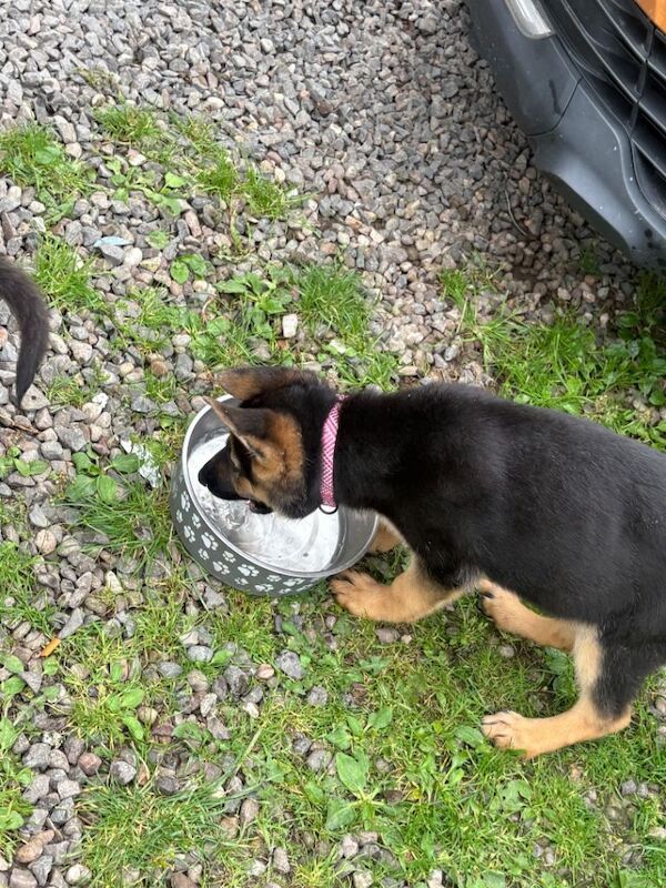 German Shepherd Puppies - Image 3 of 4