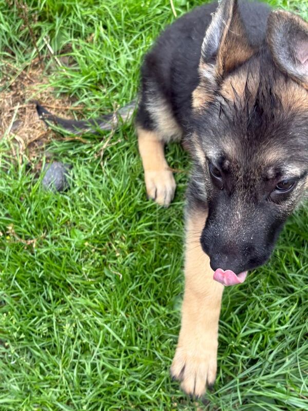 German Shepherd Puppies - Image 4 of 4