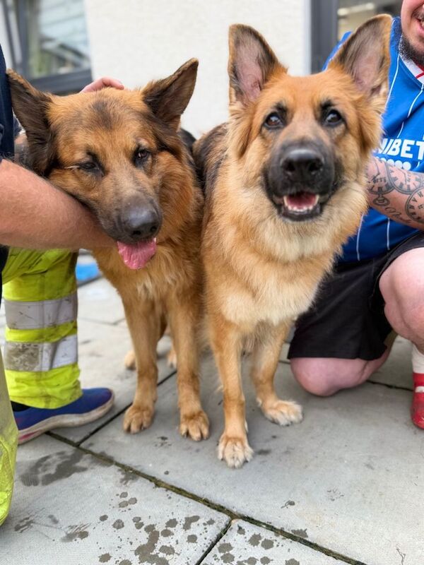 German shepherd puppies