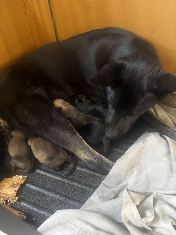 German shepherd puppies