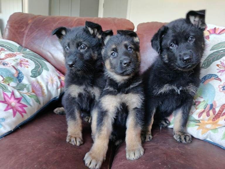 German shepherd puppies