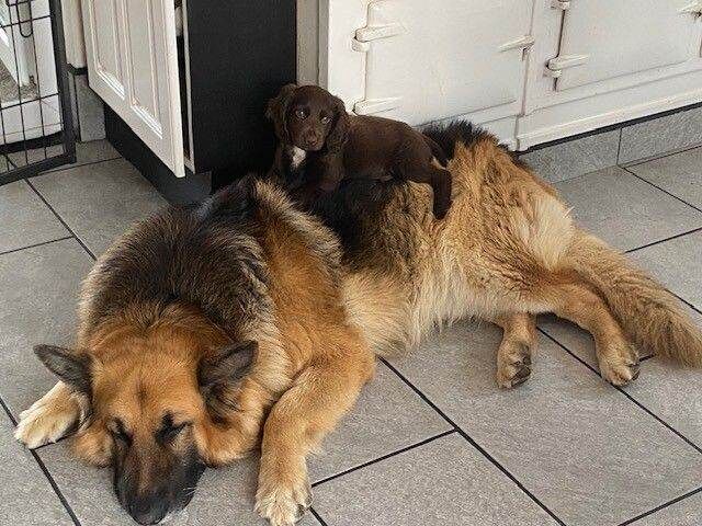 German Shepherd Puppies For Sale