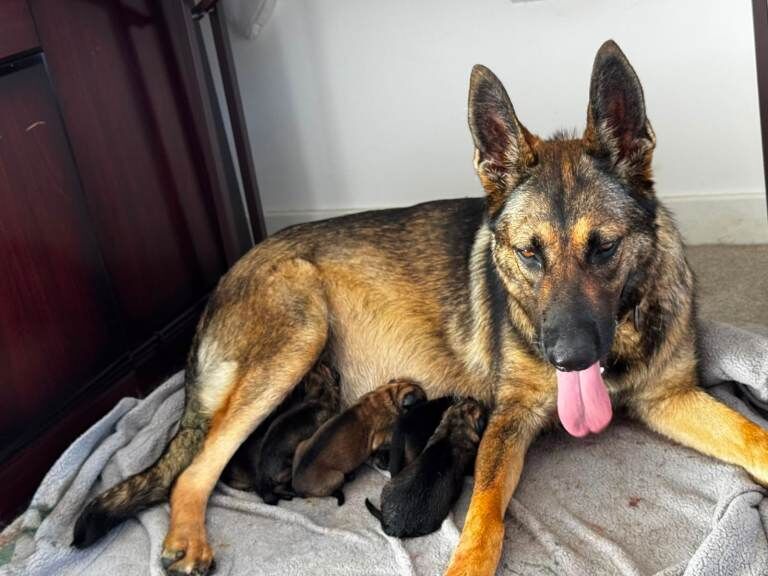 German Shepherd Puppies (Boys and Girls for sale) Ready to go in 8 weeks - Image 2 of 3