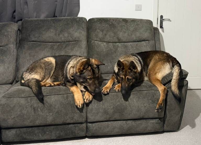German Shepherd Puppies (Boys and Girls for sale) Ready to go in 8 weeks - Image 3 of 3
