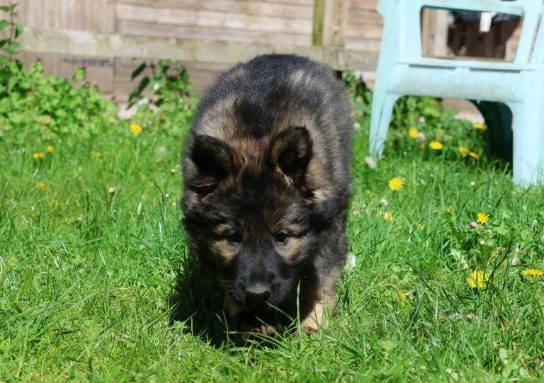 Black German Shepherd Puppies For Sale