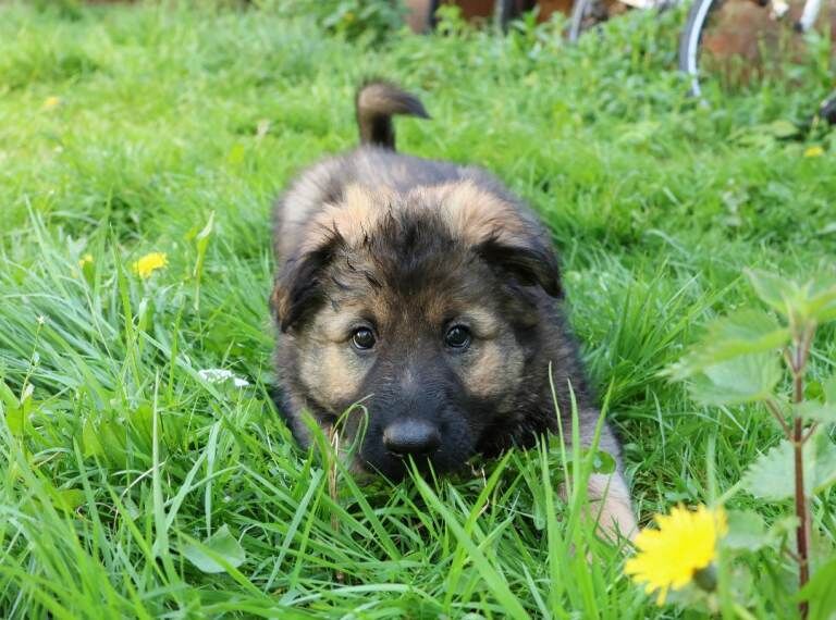German shepherd puppies Czech line - Image 2 of 4