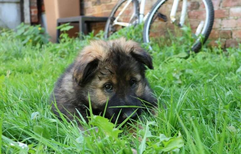 German shepherd puppies Czech line - Image 3 of 4