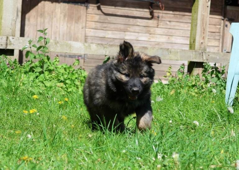 German shepherd puppies Czech line - Image 4 of 4