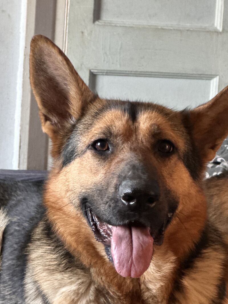 German Shepherd puppies for sale in Manchester, Greater Manchester – 1 year old - Image 2 of 12