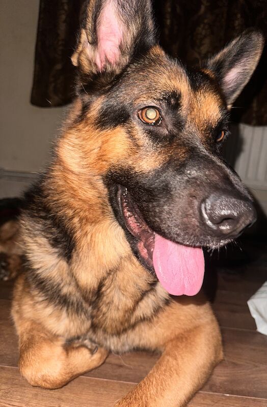 German Shepherd puppies for sale in Manchester, Greater Manchester – 1 year old - Image 3 of 12