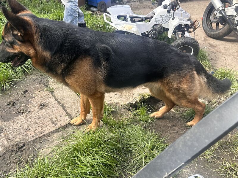 German Shepherd puppies for sale in Manchester, Greater Manchester – 1 year old - Image 4 of 12