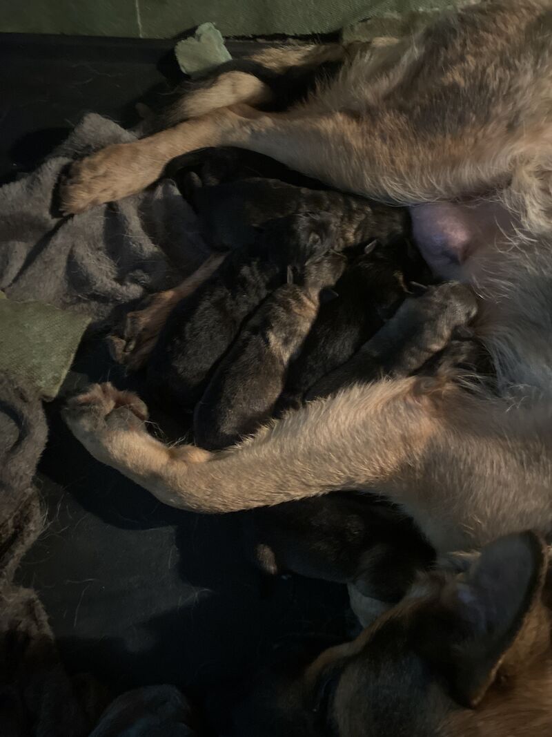 German Shepherd puppies for sale in Manchester, Greater Manchester – 1 year old - Image 5 of 12