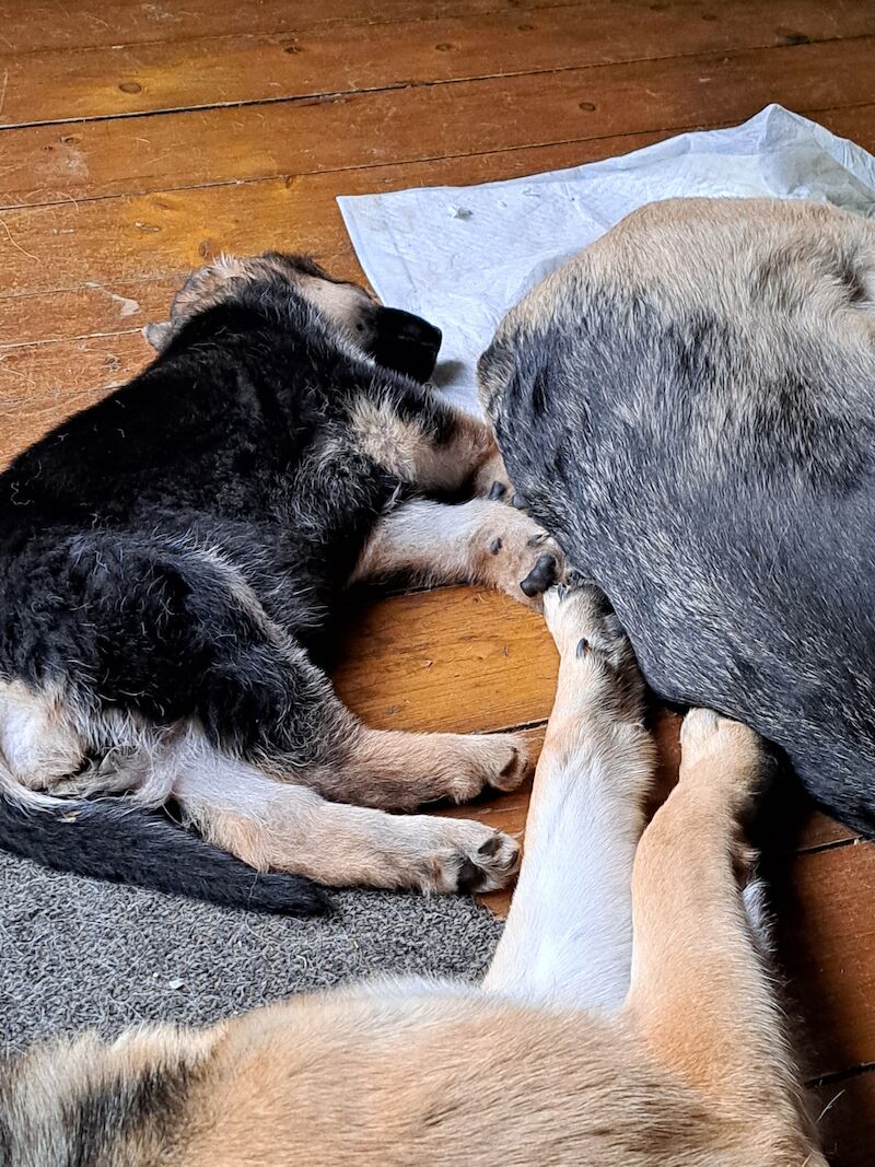 German Shepherd puppies for sale in Stockport, Greater Manchester - Image 3