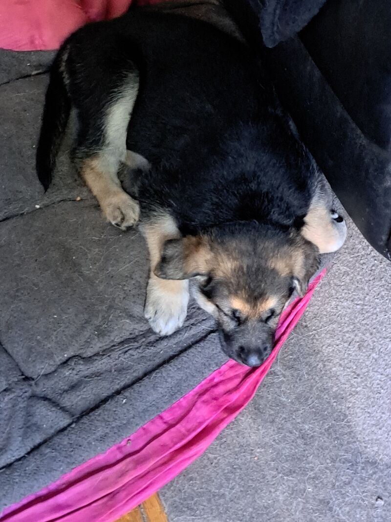 German Shepherd puppies for sale in Stockport, Greater Manchester - Image 6