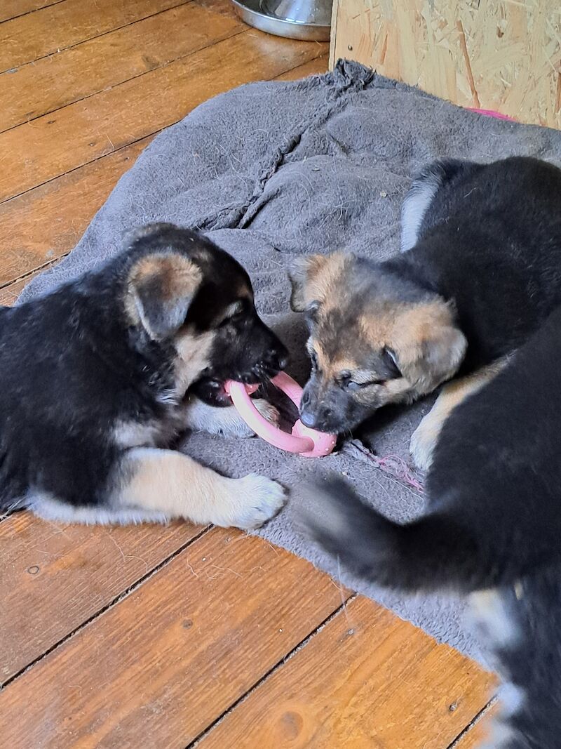 German Shepherd puppies for sale in Stockport, Greater Manchester - Image 7