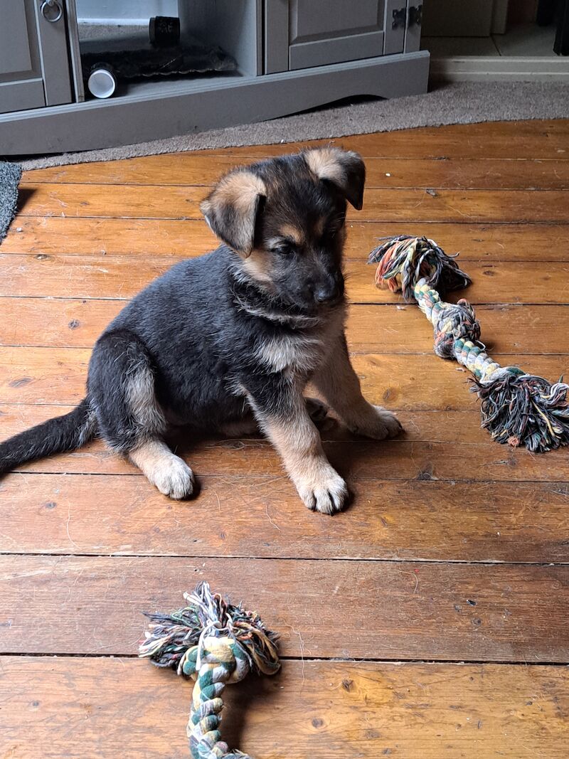 German Shepherd puppies for sale in Stockport, Greater Manchester - Image 9