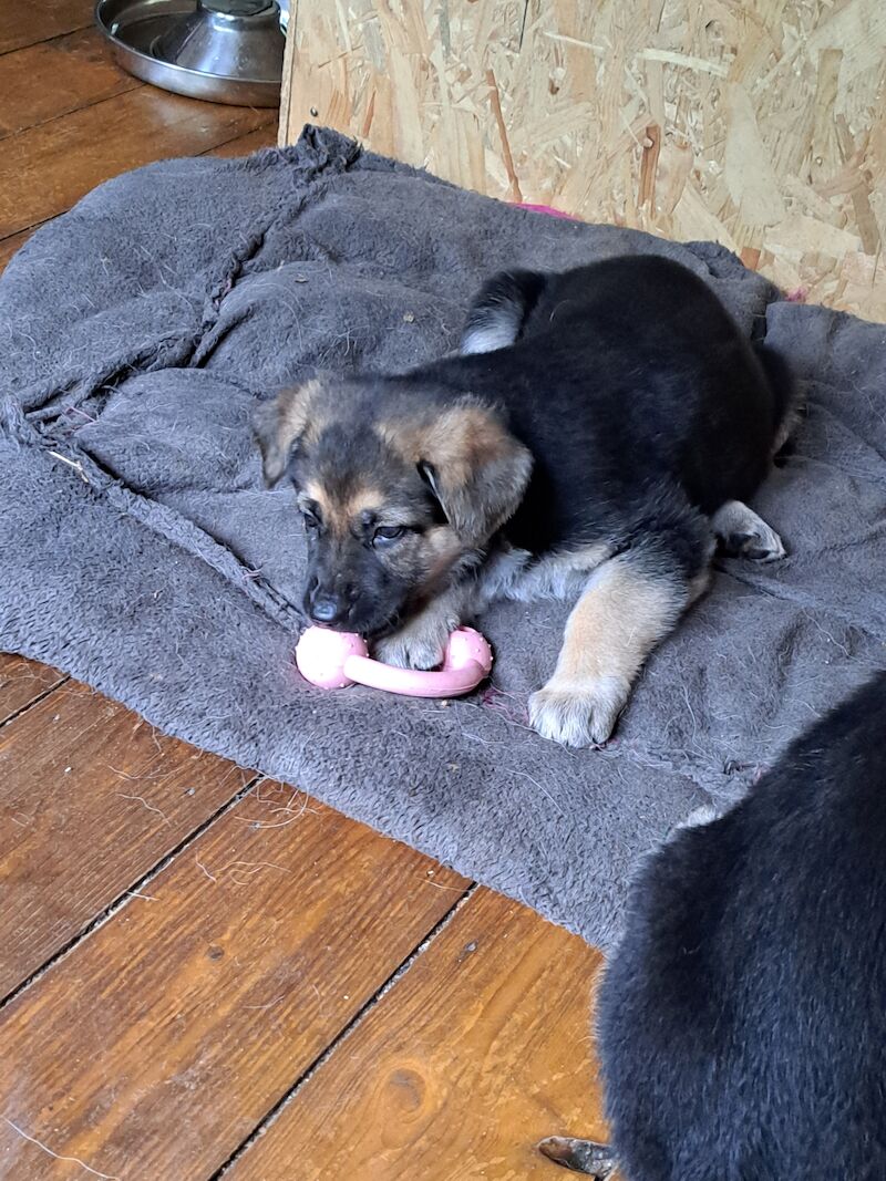 German Shepherd puppies for sale in Stockport, Greater Manchester - Image 10