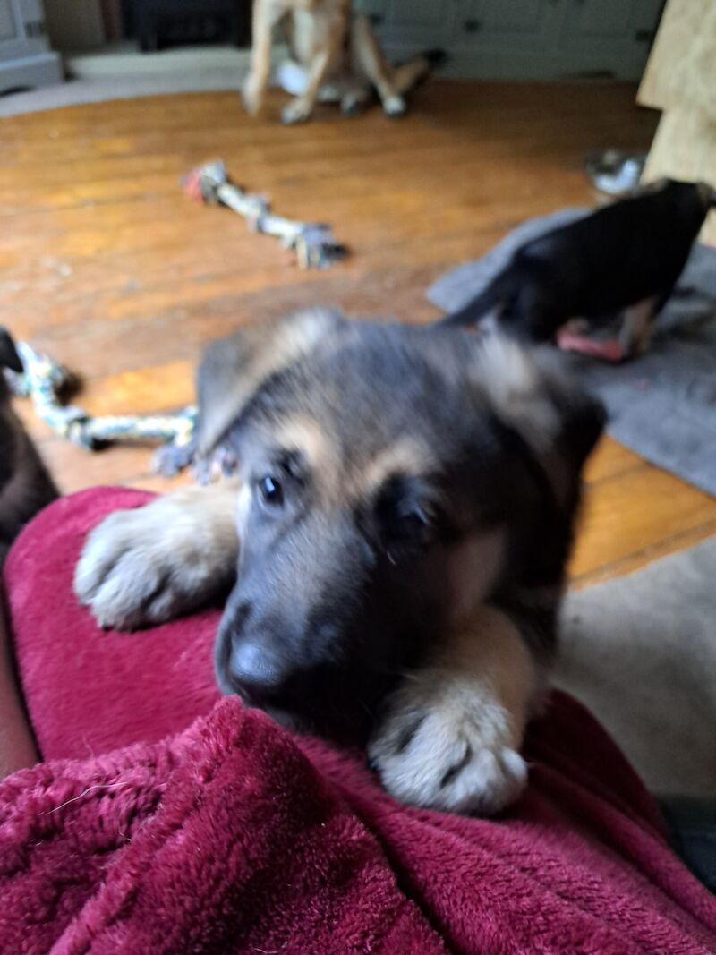 German Shepherd puppies for sale in Stockport, Greater Manchester - Image 12