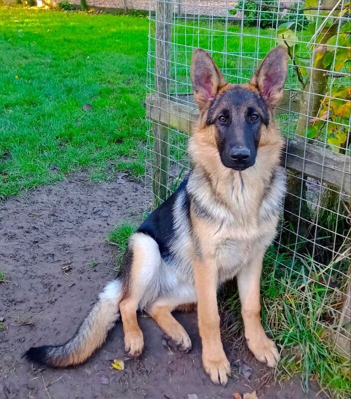 GERMAN SHEPHERD PUPPIES FOR SALE in Wisbech, Cambridgeshire