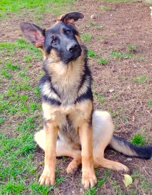 GERMAN SHEPHERD PUPPIES FOR SALE in Wisbech, Cambridgeshire - Image 3